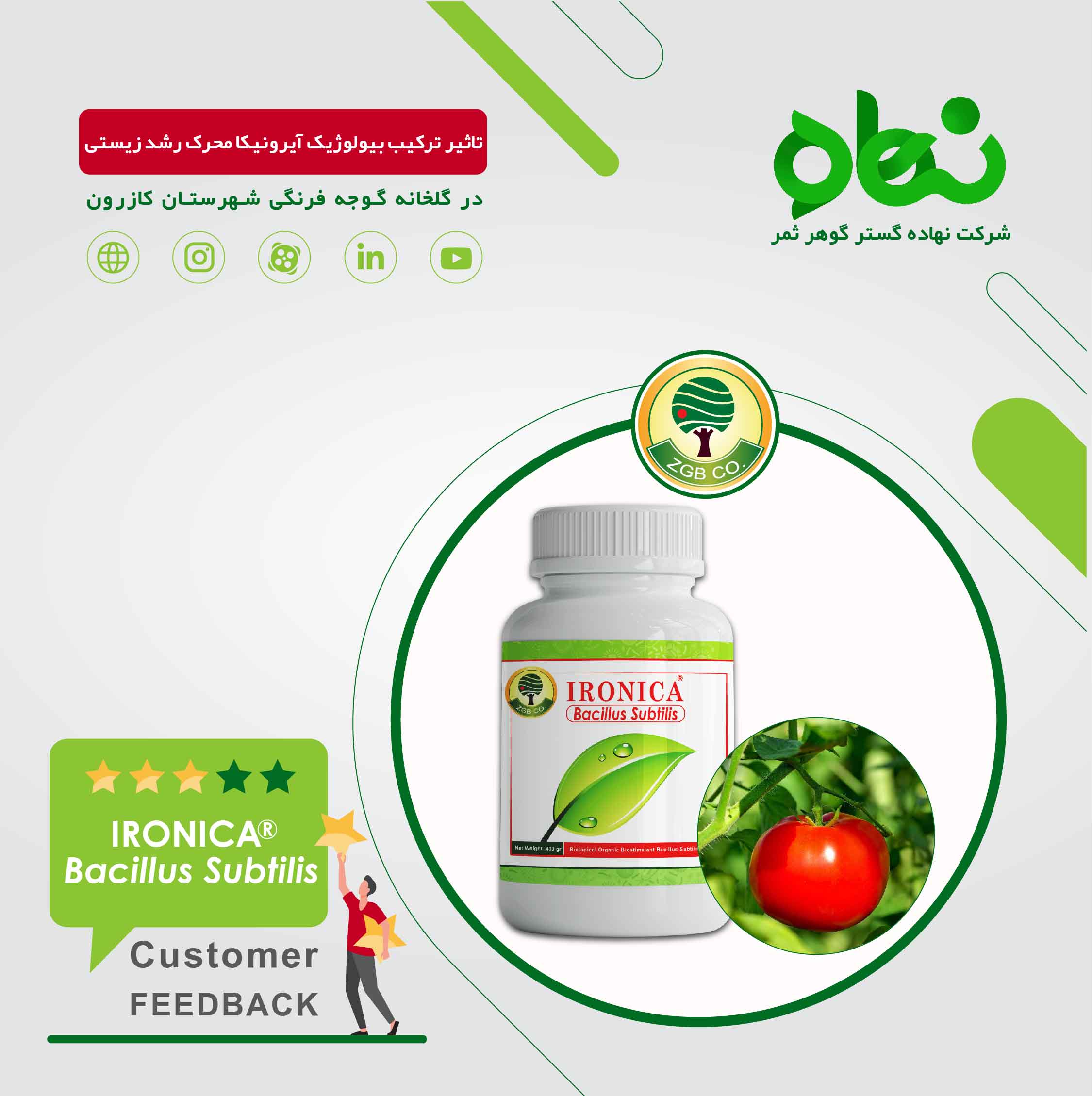 تاثیر ترکیب بیولوژیک آیرونیکا محرک رشد زیستی در گلخانه کازرون